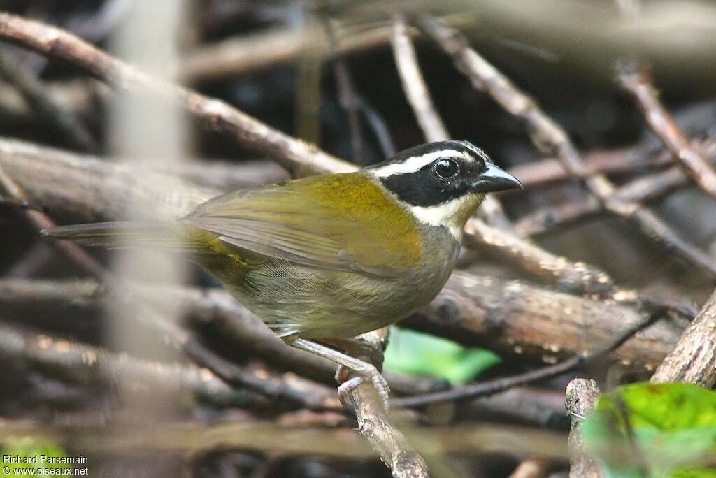 Pectoral Sparrowadult