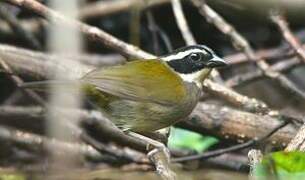 Pectoral Sparrow