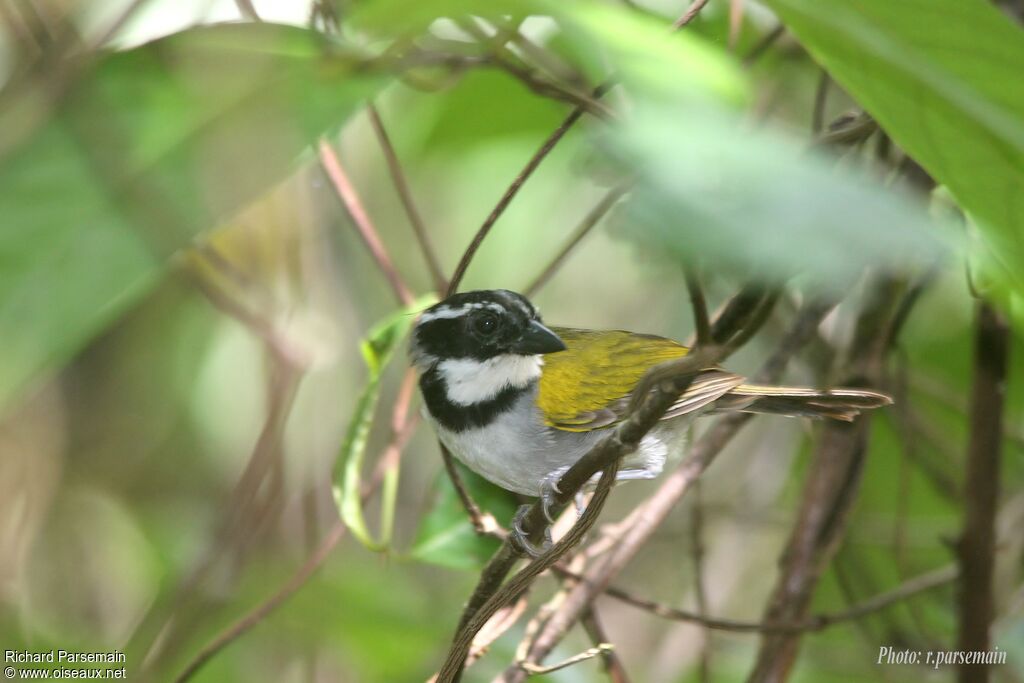 Pectoral Sparrowadult