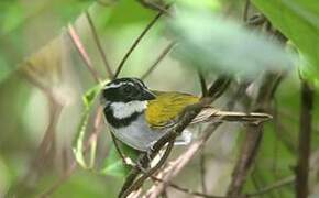 Pectoral Sparrow