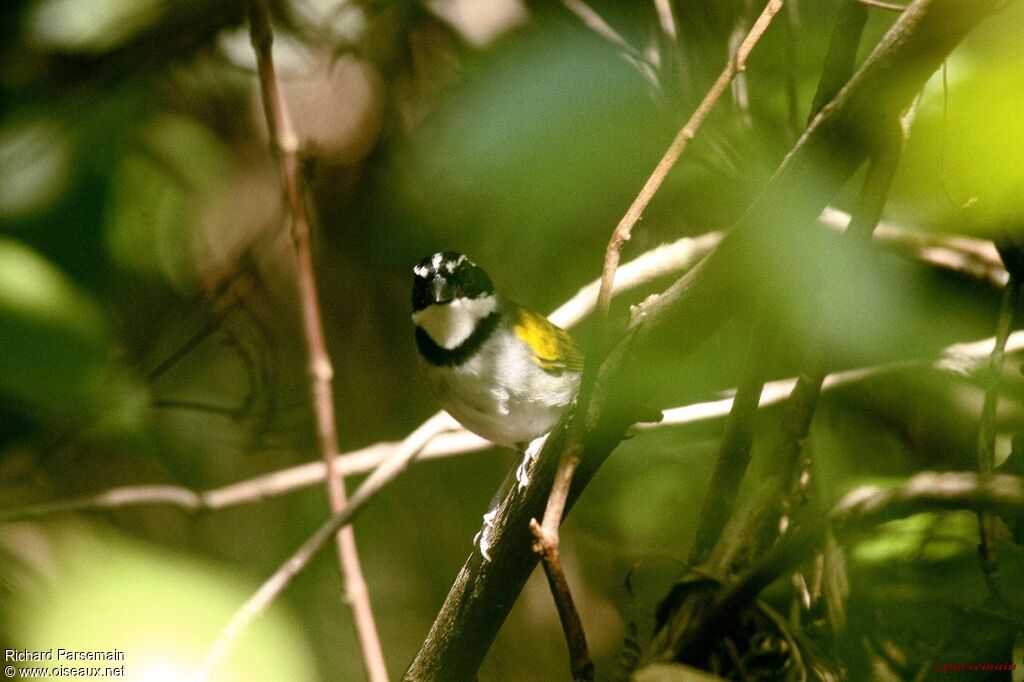 Pectoral Sparrowadult