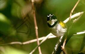 Pectoral Sparrow