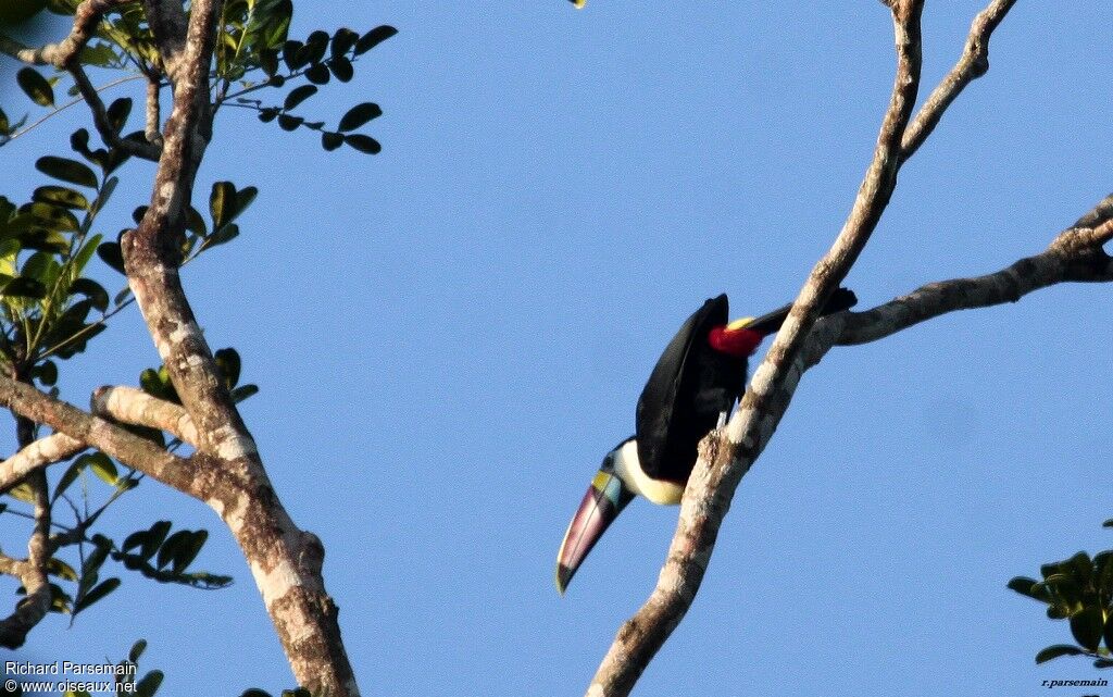 Toucan à bec rouge