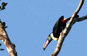 White-throated Toucan