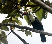 Toucan à bec rouge