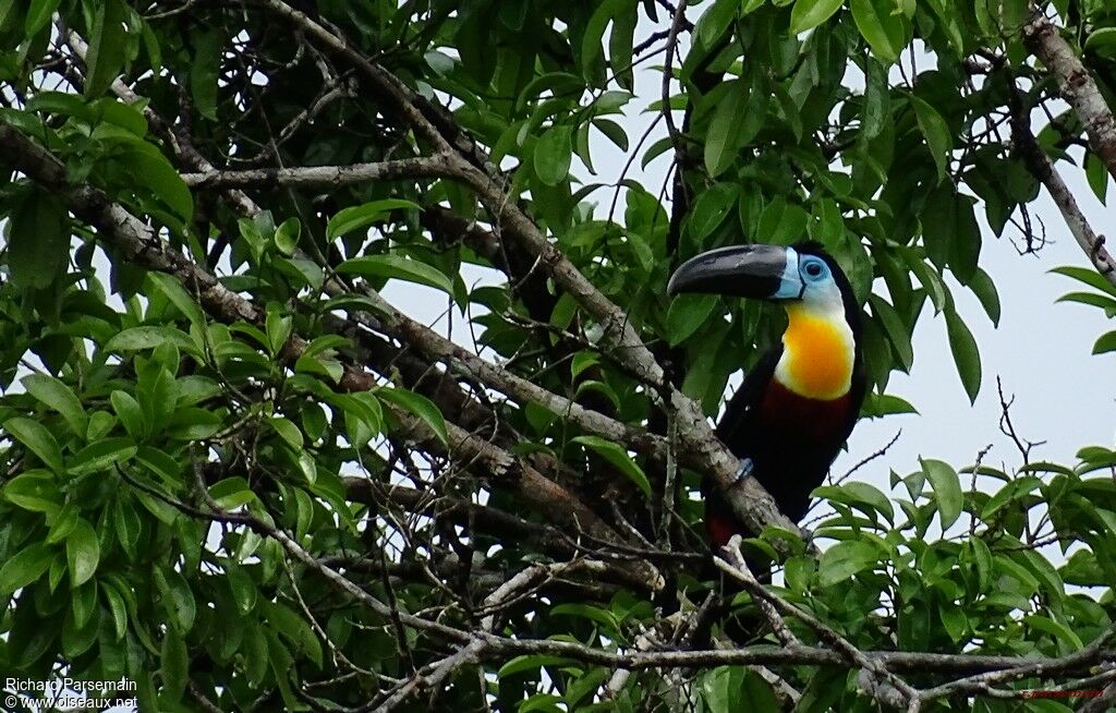 Channel-billed Toucanadult