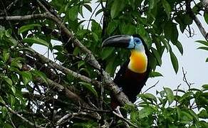 Channel-billed Toucan