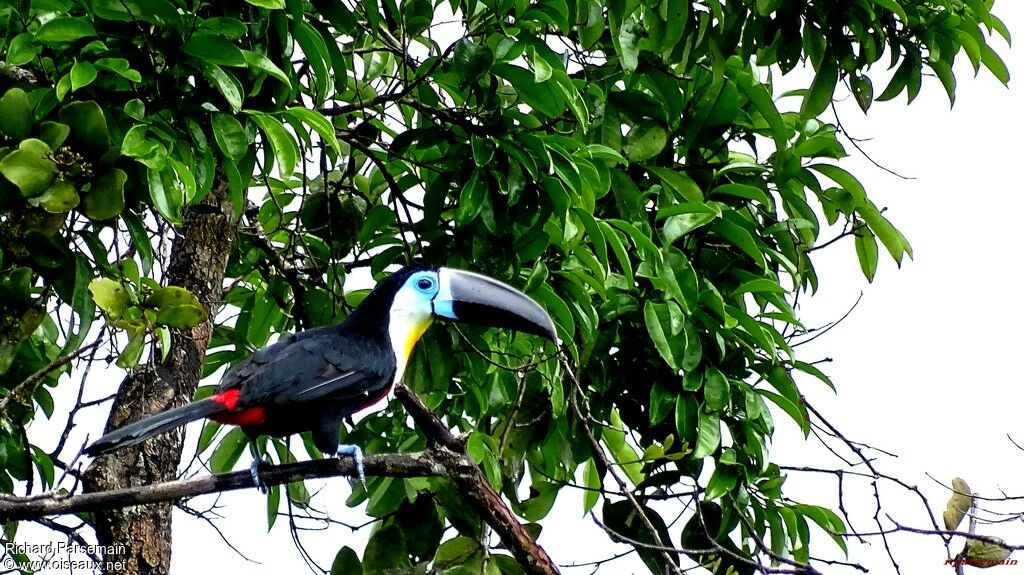 Toucan vitellinadulte