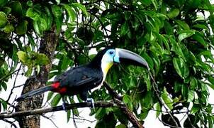 Channel-billed Toucan