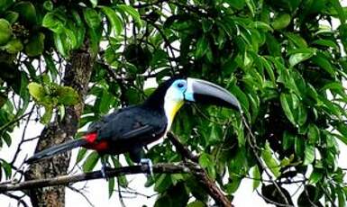 Toucan vitellin