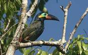 Toucanet koulik