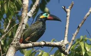 Guianan Toucanet