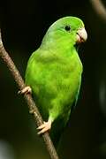 Green-rumped Parrotlet