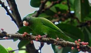 Golden-winged Parakeet