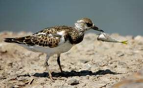 Ruddy Turnstone