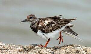 Ruddy Turnstone