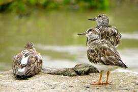 Ruddy Turnstone