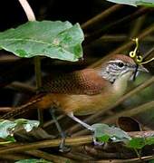 Buff-breasted Wren