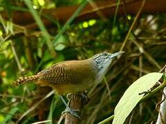 Buff-breasted Wren