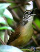 Buff-breasted Wren