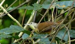 Buff-breasted Wren