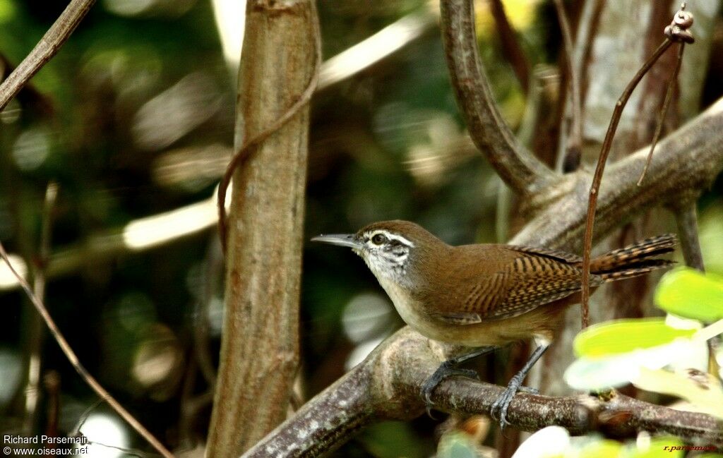 Buff-breasted Wrenadult