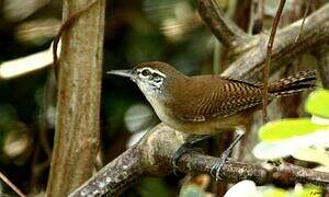 Buff-breasted Wren