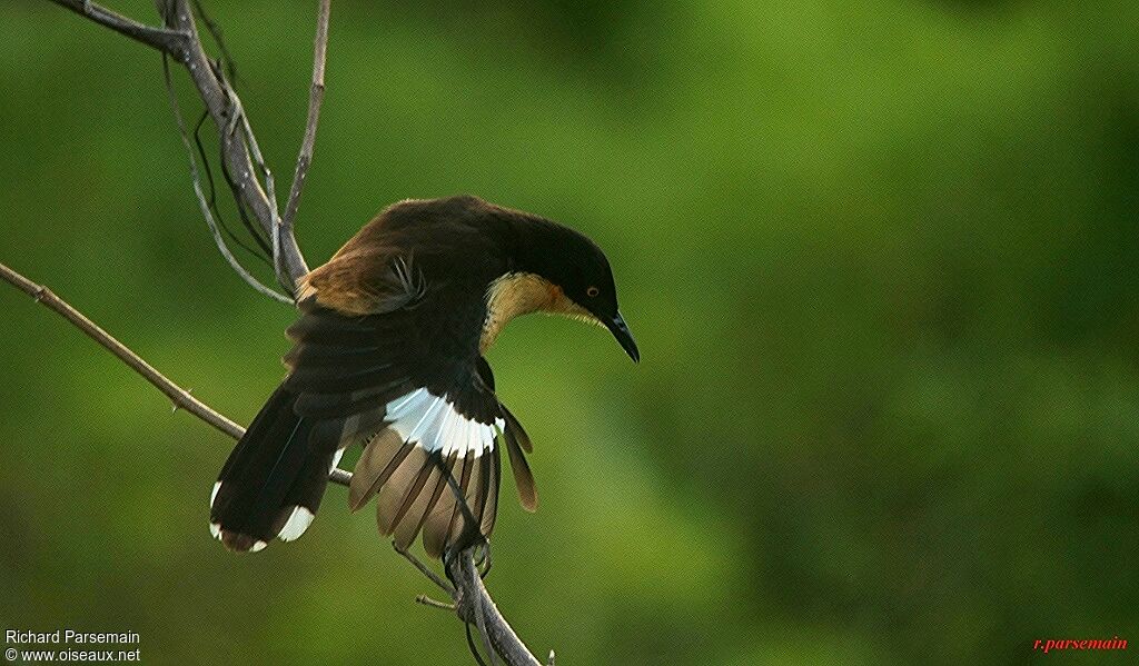 Black-capped Donacobiusadult