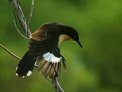 Black-capped Donacobius