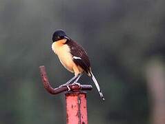 Black-capped Donacobius