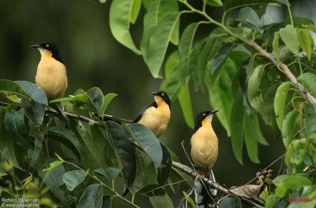 Black-capped Donacobiusadult