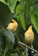 Black-capped Donacobius