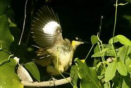 Black-capped Donacobius