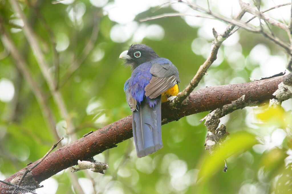 Green-backed Trogonadult