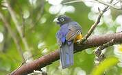 Trogon à queue blanche