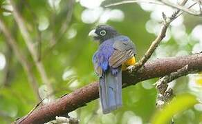 Green-backed Trogon