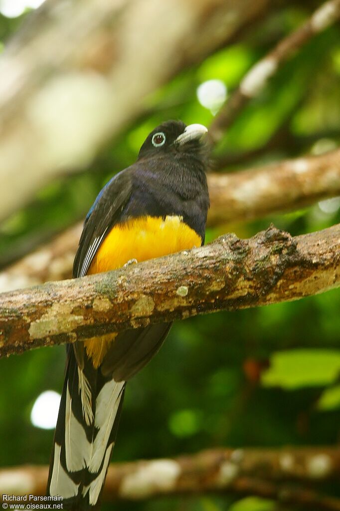 Trogon à queue blancheadulte