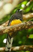 Green-backed Trogon