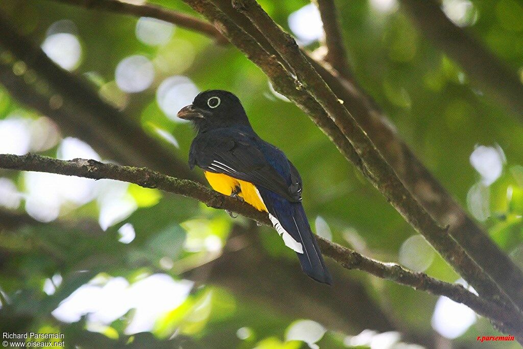 Trogon à queue blancheadulte