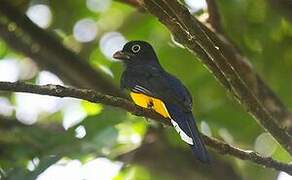 Green-backed Trogon