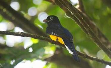 Trogon à queue blanche