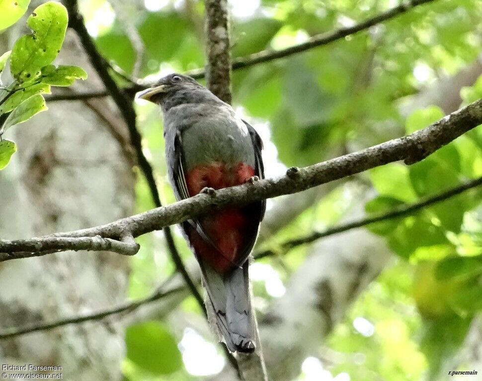 Trogon à queue noire femelle