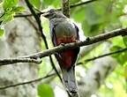 Trogon à queue noire