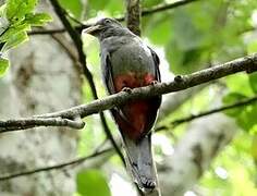 Black-tailed Trogon