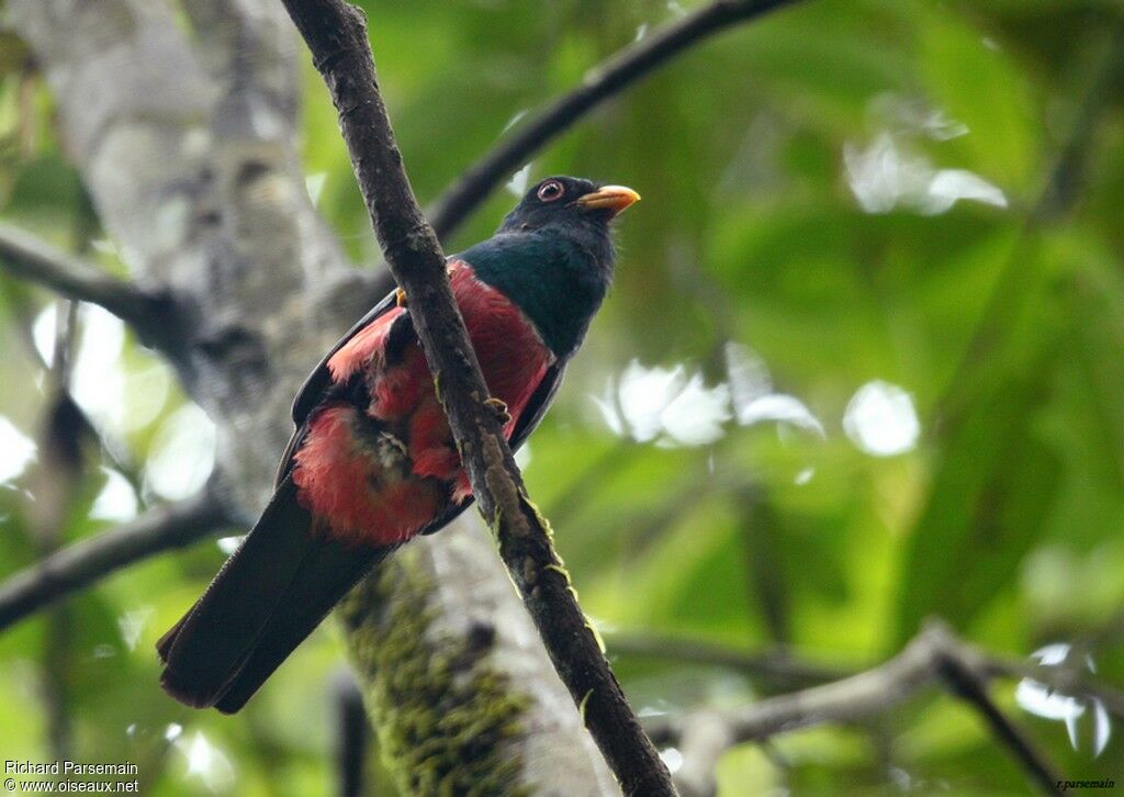 Black-tailed Trogonadult