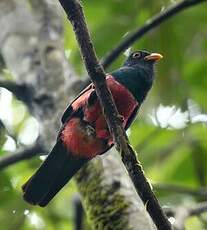 Trogon à queue noire