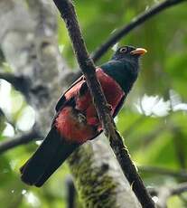 Trogon à queue noire