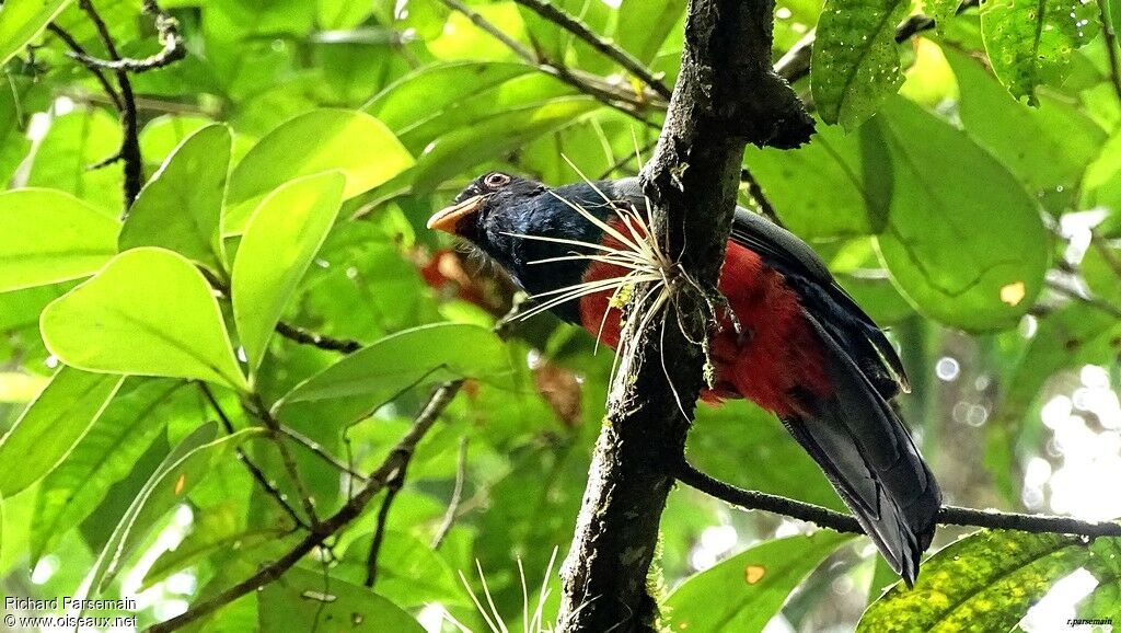 Trogon à queue noireadulte