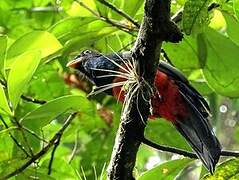 Black-tailed Trogon