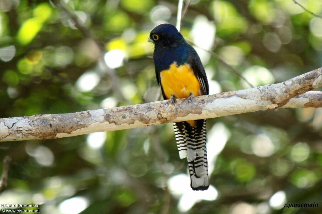 Guianan Trogonadult